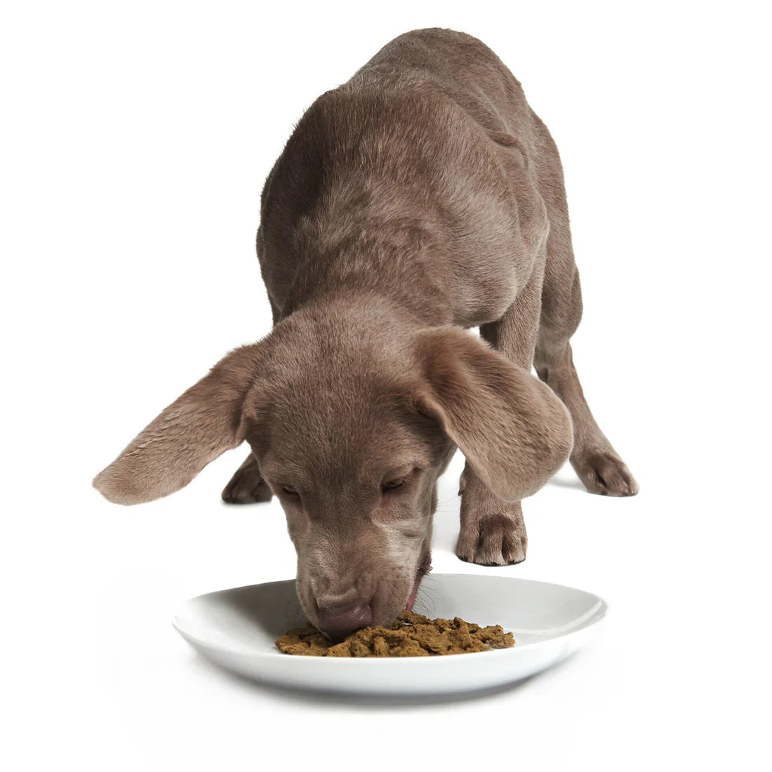 Smack Rockin' Rockfish Raw Dehydrated Dog Food, 2.5-kg (Size: 2.5-kg)