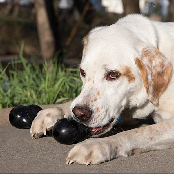KONG Extreme Goodie Bone Dog Toy, Large (Size: Large)