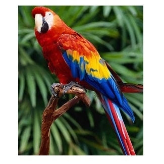 Deluxe Parrot 2 Kg